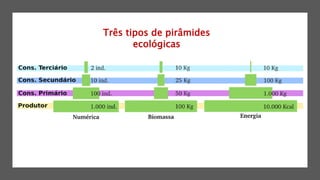 Três tipos de pirâmides
ecológicas
 