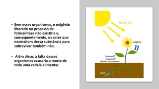 • Sem esses organismos, o oxigênio
liberado no processo de
fotossíntese não existiria e,
consequentemente, os seres que
necessitam dessa substância para
sobreviver também não.
• Além disso, a falta desses
organismos causaria a morte de
toda uma cadeia alimentar.
 