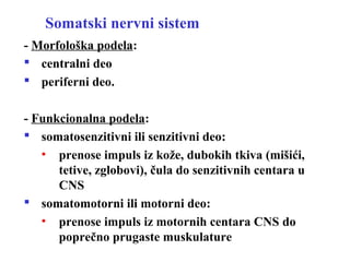 Somatski nervni sistem
- Morfološka podela:
 centralni deo
 periferni deo.
- Funkcionalna podela:
 somatosenzitivni ili senzitivni deo:
• prenose impuls iz kože, dubokih tkiva (mišići,
tetive, zglobovi), čula do senzitivnih centara u
CNS
 somatomotorni ili motorni deo:
• prenose impuls iz motornih centara CNS do
poprečno prugaste muskulature
 
