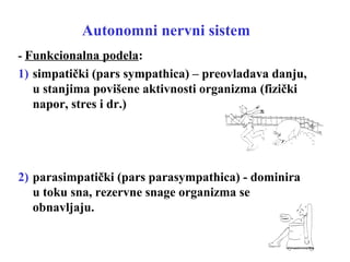 Autonomni nervni sistem
- Funkcionalna podela:
1) simpatički (pars sympathica) – preovladava danju,
u stanjima povišene aktivnosti organizma (fizički
napor, stres i dr.)
2) parasimpatički (pars parasympathica) - dominira
u toku sna, rezervne snage organizma se
obnavljaju.
 