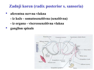 Zadnji koren (radix posterior s. sansoria)
 aferentna nervna vlakna
- iz kože - somatosenzitivna (senzitivna)
- iz organa - viscreosenzitivna vlakna
 ganglion spinale
 