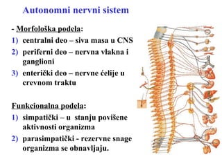Autonomni nervni sistem
- Morfološka podela:
1) centralni deo – siva masa u CNS
2) periferni deo – nervna vlakna i
ganglioni
3) enterički deo – nervne ćelije u
crevnom traktu
Funkcionalna podela:
1) simpatički – u stanju povišene
aktivnosti organizma
2) parasimpatički - rezervne snage
organizma se obnavljaju.
 