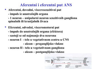 Aferentni i eferentni put ANS
 Aferentni, dovodni, viscerosenzitivni put
- impuls iz unutrašnjih organa
- 1 neuron – unipolarni neuron senzitivnih gangliona
spinalnih ili kranijalnih živaca
 Eferentni, odvodni, visceromotorni put
- impuls do unutrašnjih organa (efektora)
- sastoji se od najmanje dva neurona
- neuron I - telo u vegetativnom centru u CNS
- akson – preganglijsko vlakno
- neuron II - telo u vegetativnom ganglionu
- akson – postganglijsko vlakno
 