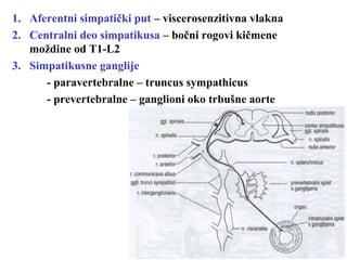 1. Aferentni simpatički put – viscerosenzitivna vlakna
2. Centralni deo simpatikusa – bočni rogovi kičmene
moždine od T1-L2
3. Simpatikusne ganglije
- paravertebralne – truncus sympathicus
- prevertebralne – ganglioni oko trbušne aorte
 