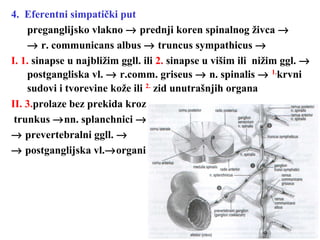 4. Eferentni simpatički put
preganglijsko vlakno → prednji koren spinalnog živca →
→ r. communicans albus → truncus sympathicus →
I. 1. sinapse u najbližim ggll. ili 2. sinapse u višim ili nižim ggl. →
postgangliska vl. → r.comm. griseus → n. spinalis → 1.
krvni
sudovi i tvorevine kože ili 2.
zid unutrašnjih organa
II. 3.prolaze bez prekida kroz
trunkus →nn. splanchnici →
→ prevertebralni ggll. →
→ postganglijska vl.→organi
 