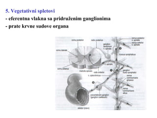 5. Vegetativni spletovi
- eferentna vlakna sa pridruženim ganglionima
- prate krvne sudove organa
 