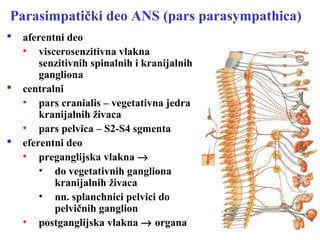 Parasimpatički deo ANS (pars parasympathica)
 aferentni deo
• viscerosenzitivna vlakna
senzitivnih spinalnih i kranijalnih
gangliona
 centralni
• pars cranialis – vegetativna jedra
kranijalnih živaca
• pars pelvica – S2-S4 sgmenta
 eferentni deo
• preganglijska vlakna →
• do vegetativnih gangliona
kranijalnih živaca
• nn. splanchnici pelvici do
pelvičnih ganglion
• postganglijska vlakna → organa
 