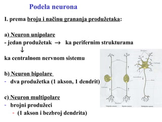 Podela neurona
I. prema broju i načinu grananja produžetaka:
a) Neuron unipolare
- jedan produžetak → ka perifernim strukturama
↓
ka centralnom nervnom sistemu
b) Neuron bipolare
- dva produžetka (1 akson, 1 dendrit)
c) Neuron multipolare
- brojni produžeci
- (1 akson i bezbroj dendrita)
 