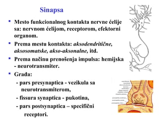 Sinapsa
 Mesto funkcionalnog kontakta nervne ćelije
sa: nervnom ćelijom, receptorom, efektorni
organom.
 Prema mestu kontakta: aksodendritične,
aksosomatske, akso-aksonalne, itd.
 Prema načinu prenošenja impulsa: hemijska
- neurotransmiter.
 Građa:
- pars presynaptica - vezikula sa
neurotransmiterom,
- fissura synaptica - pukotina,
- pars postsynaptica – specifični
receptori.
 