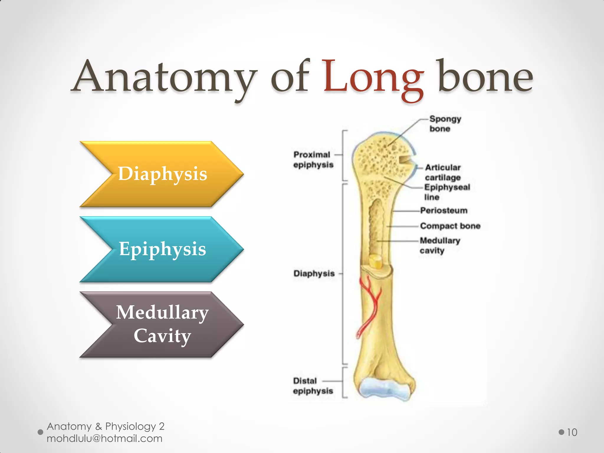Anatomy of Long bone
             Diaphysis


             Epiphysis


            Medullary
             Cavity



Anatomy & Physiology 2
                           10
mohdlulu@hotmail.com
 
