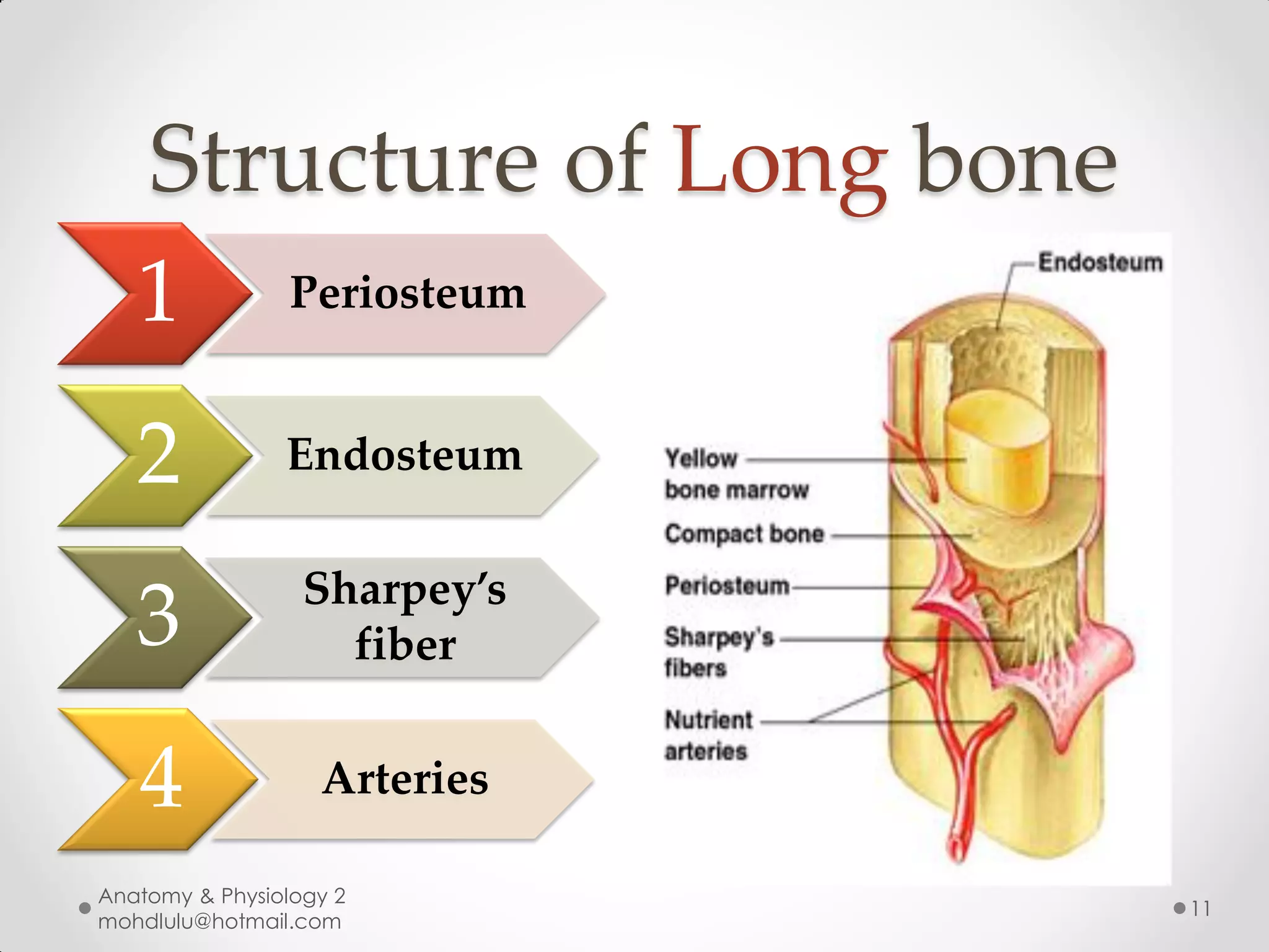 Structure of Long bone
   1             Periosteum


   2            Endosteum

                  Sharpey’s
   3                fiber


   4               Arteries

Anatomy & Physiology 2
                              11
mohdlulu@hotmail.com
 