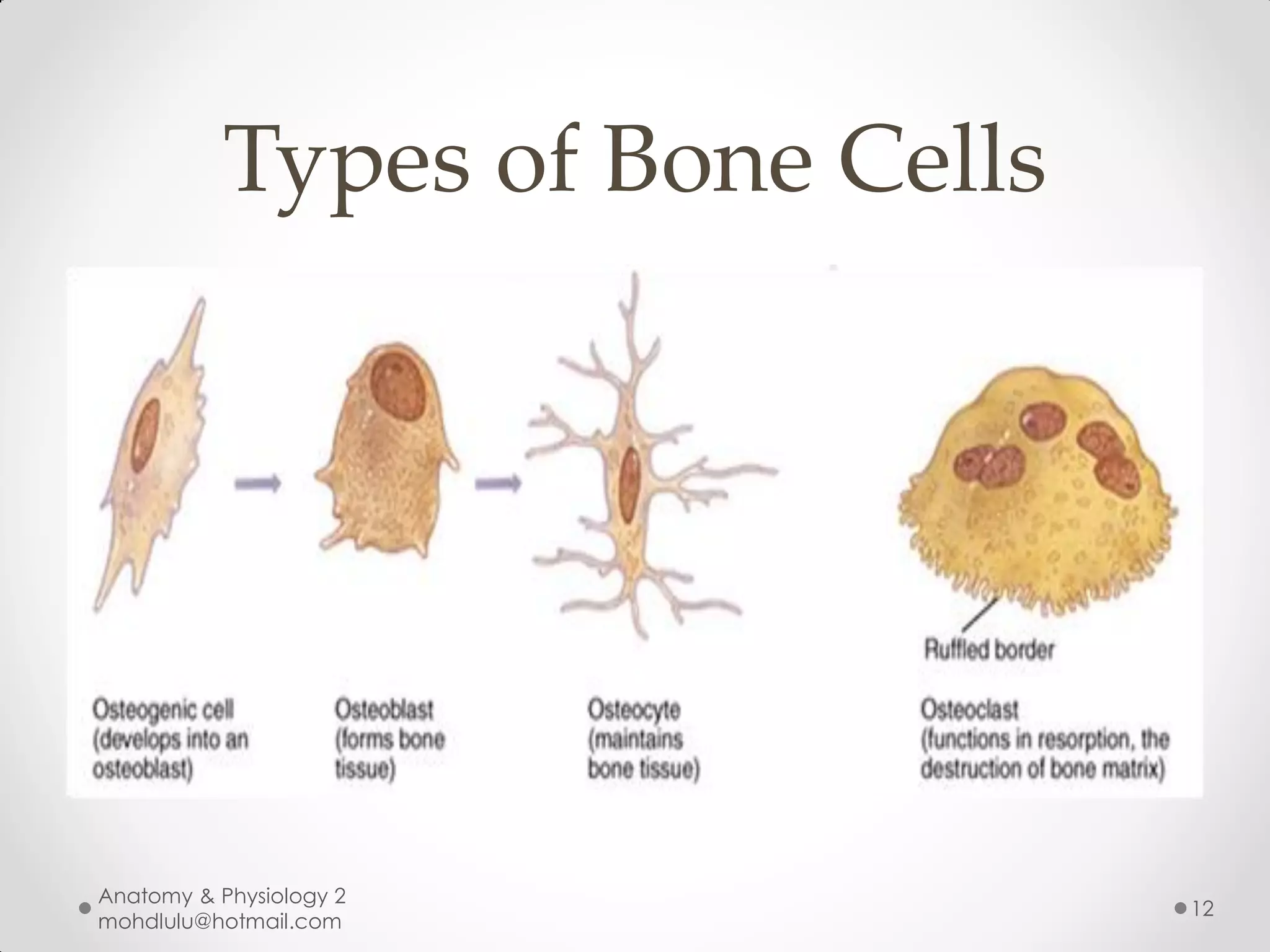 Types of Bone Cells




Anatomy & Physiology 2
                                 12
mohdlulu@hotmail.com
 