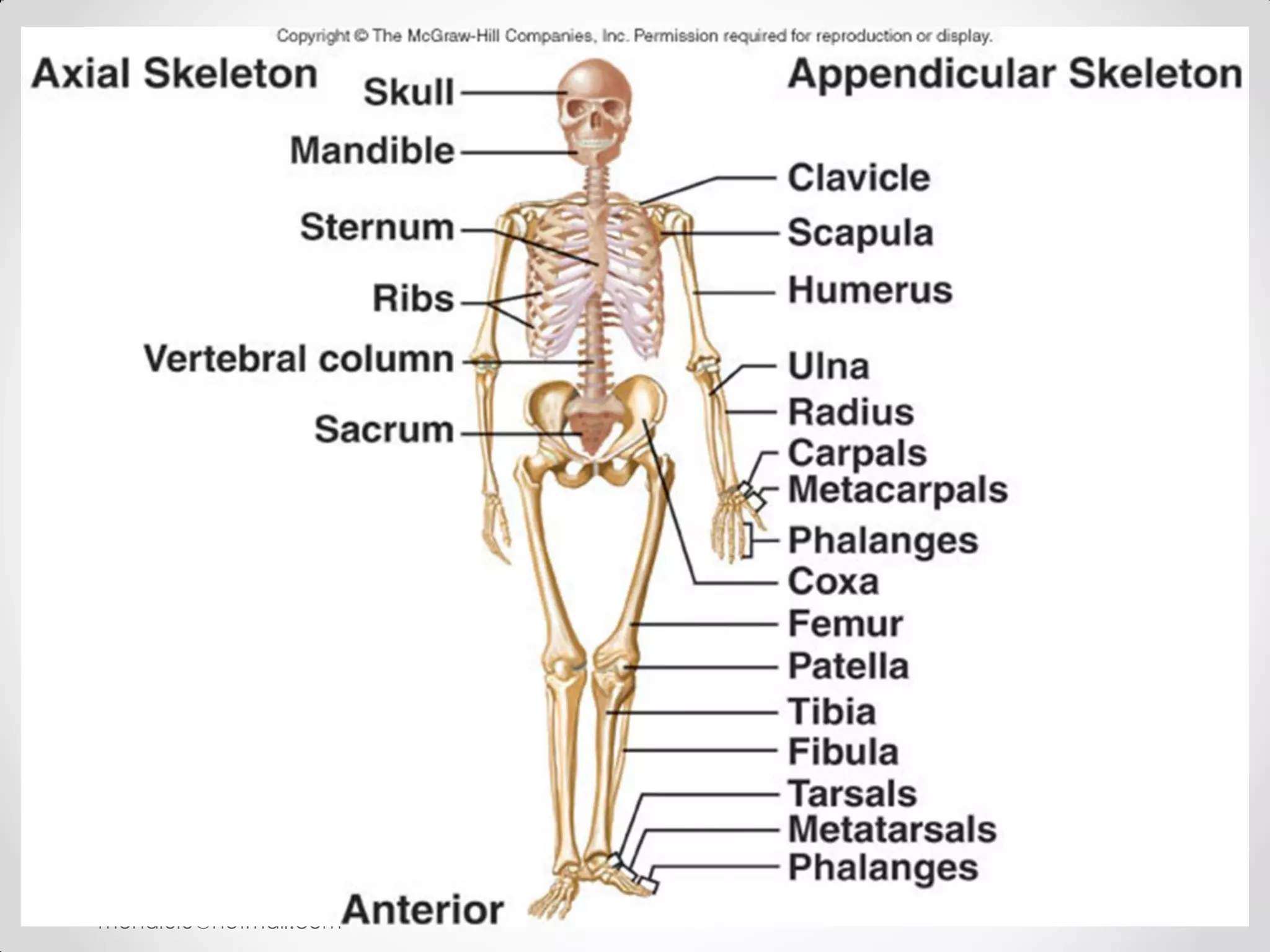 Anatomy & Physiology 2
                         13
mohdlulu@hotmail.com
 