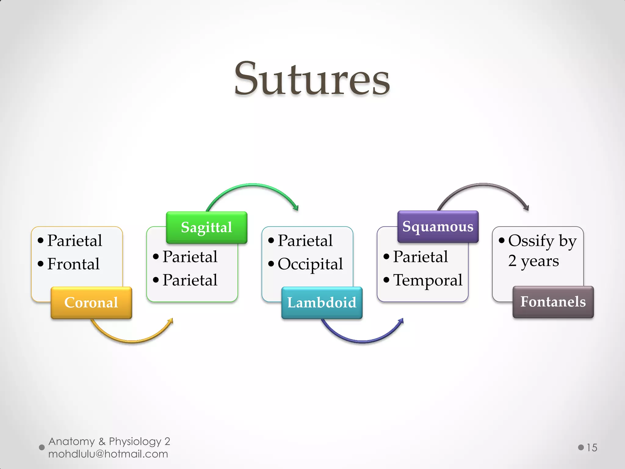 Sutures

                          Sagittal                    Squamous
• Parietal                            • Parietal                 • Ossify by
• Frontal          • Parietal         • Occipital   • Parietal     2 years
                   • Parietal                       • Temporal
    Coronal                             Lambdoid                    Fontanels




 Anatomy & Physiology 2
                                                                               15
 mohdlulu@hotmail.com
 