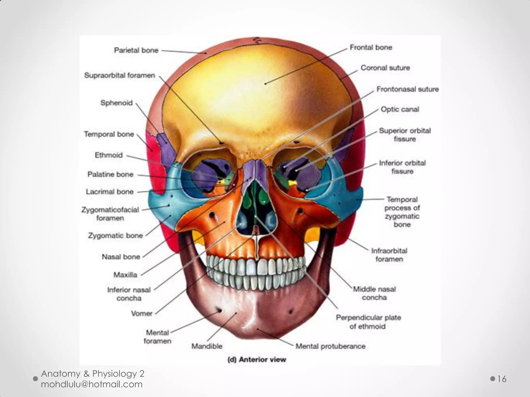 Anatomy & Physiology 2
                         16
mohdlulu@hotmail.com
 