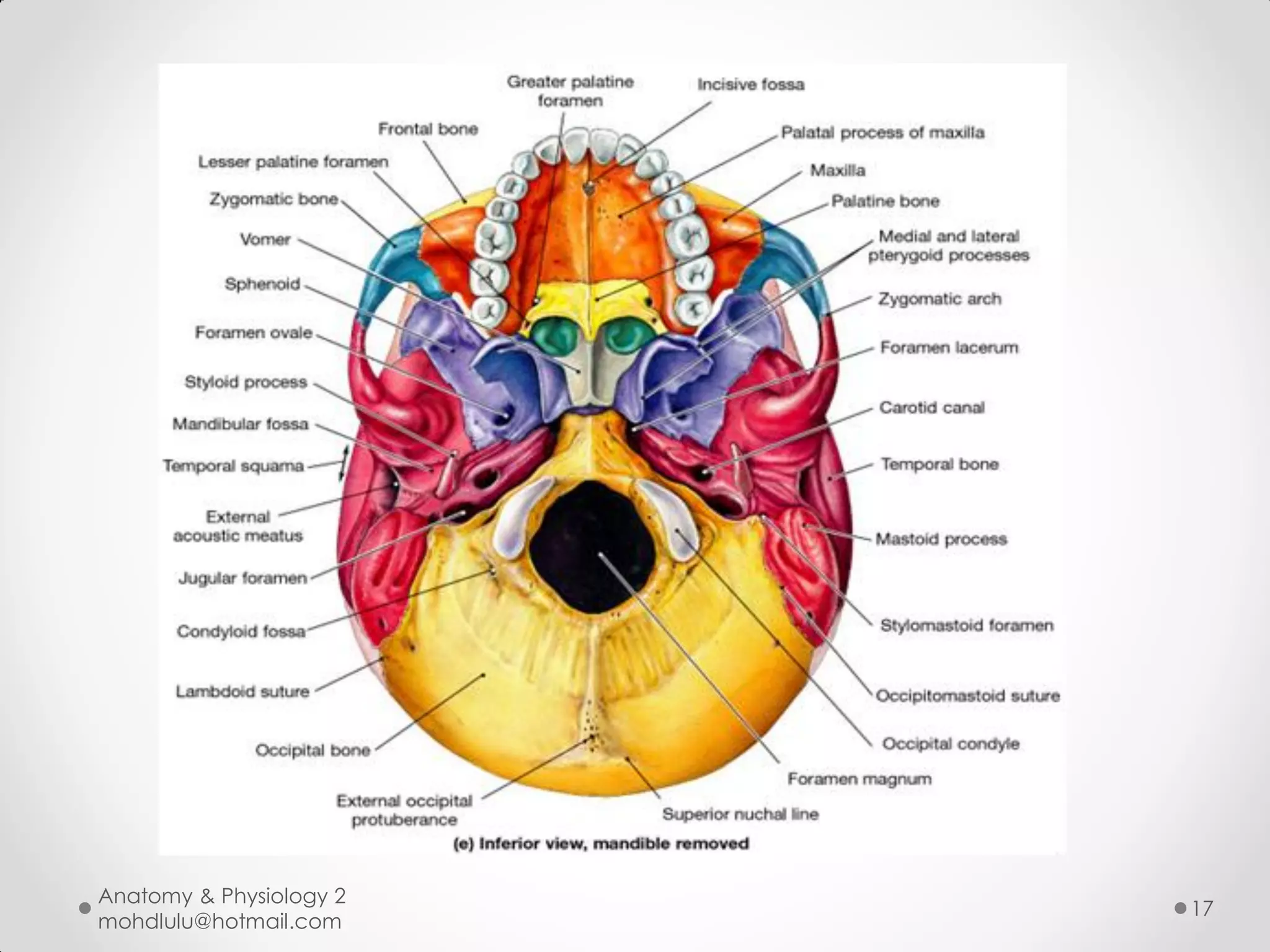 Anatomy & Physiology 2
                         17
mohdlulu@hotmail.com
 