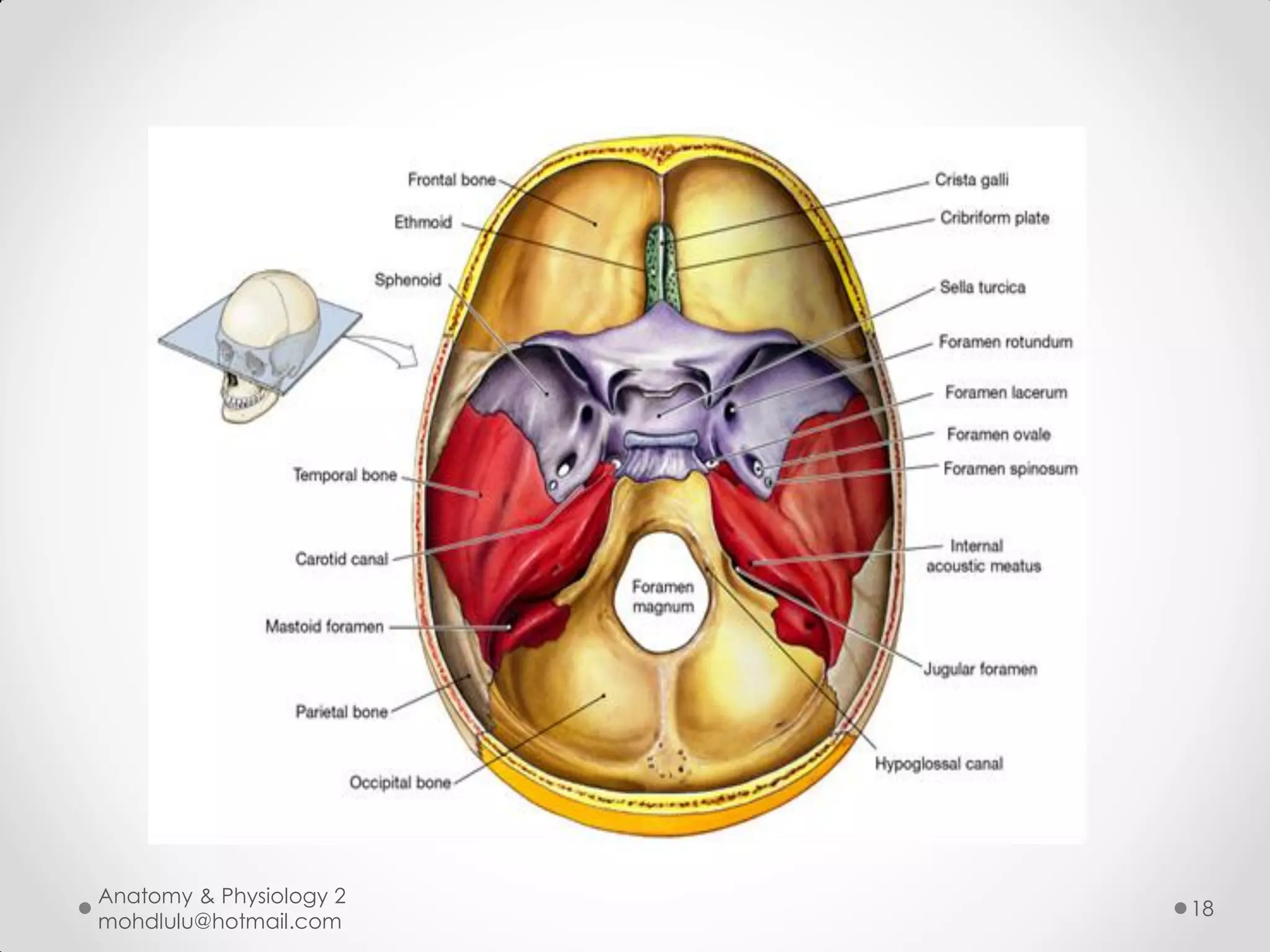 Anatomy & Physiology 2
                         18
mohdlulu@hotmail.com
 