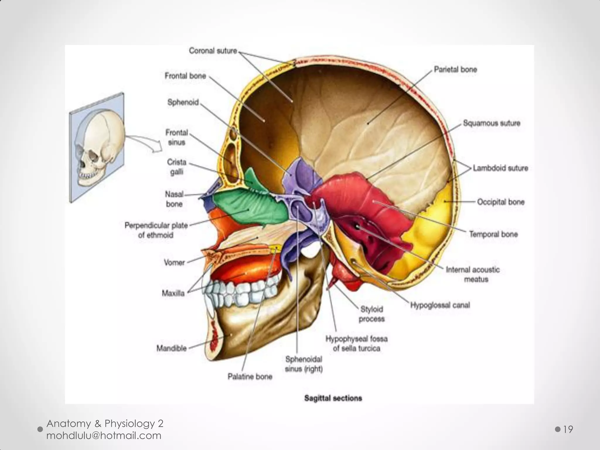 Anatomy & Physiology 2
                         19
mohdlulu@hotmail.com
 