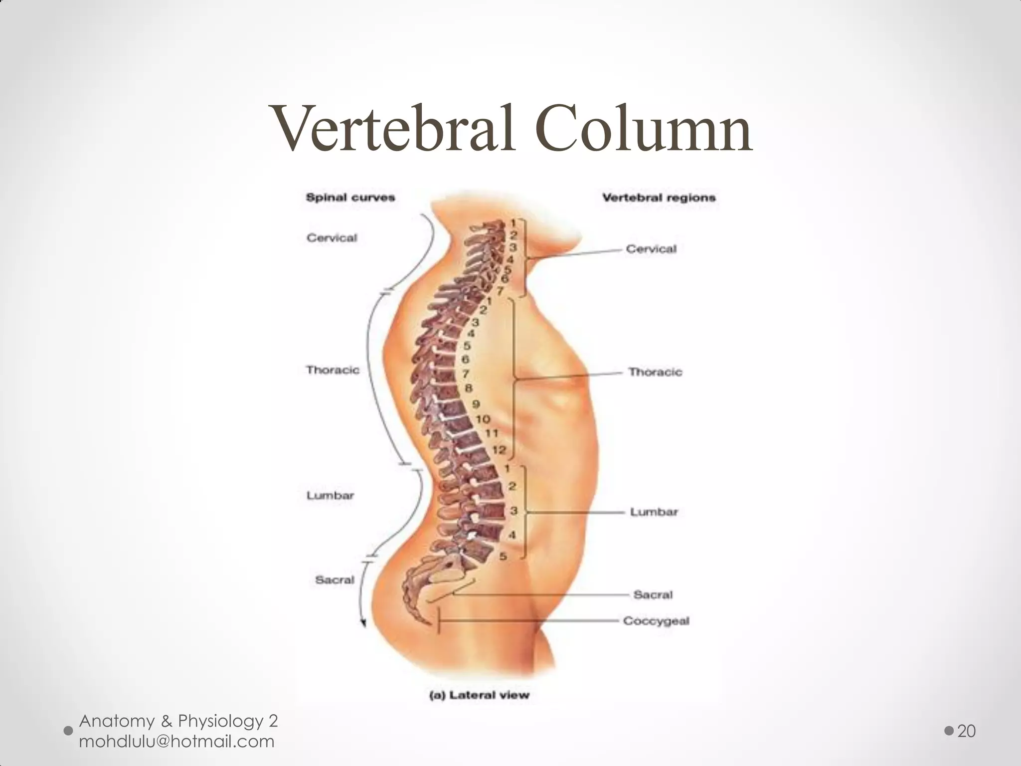 Vertebral Column




Anatomy & Physiology 2
                                       20
mohdlulu@hotmail.com
 