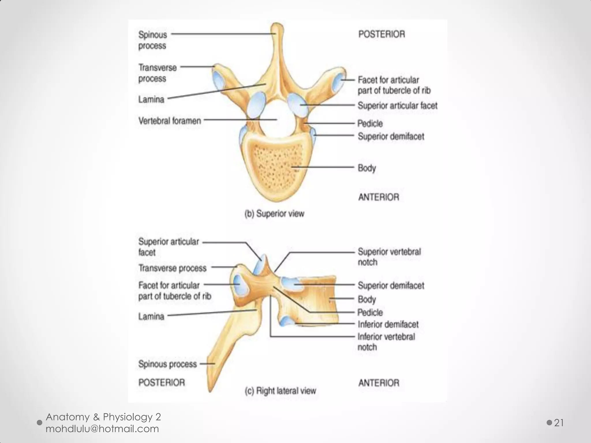 Anatomy & Physiology 2
                         21
mohdlulu@hotmail.com
 