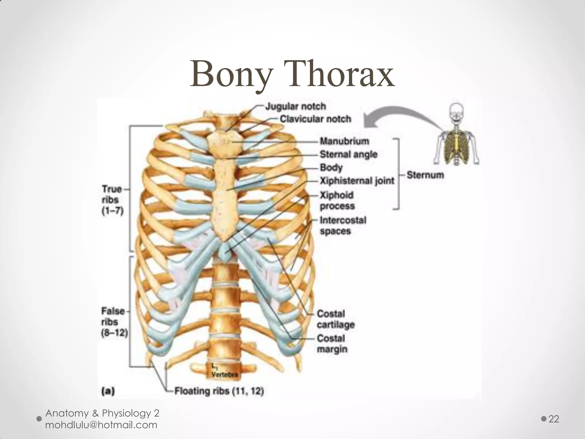 Bony Thorax




Anatomy & Physiology 2
                                       22
mohdlulu@hotmail.com
 