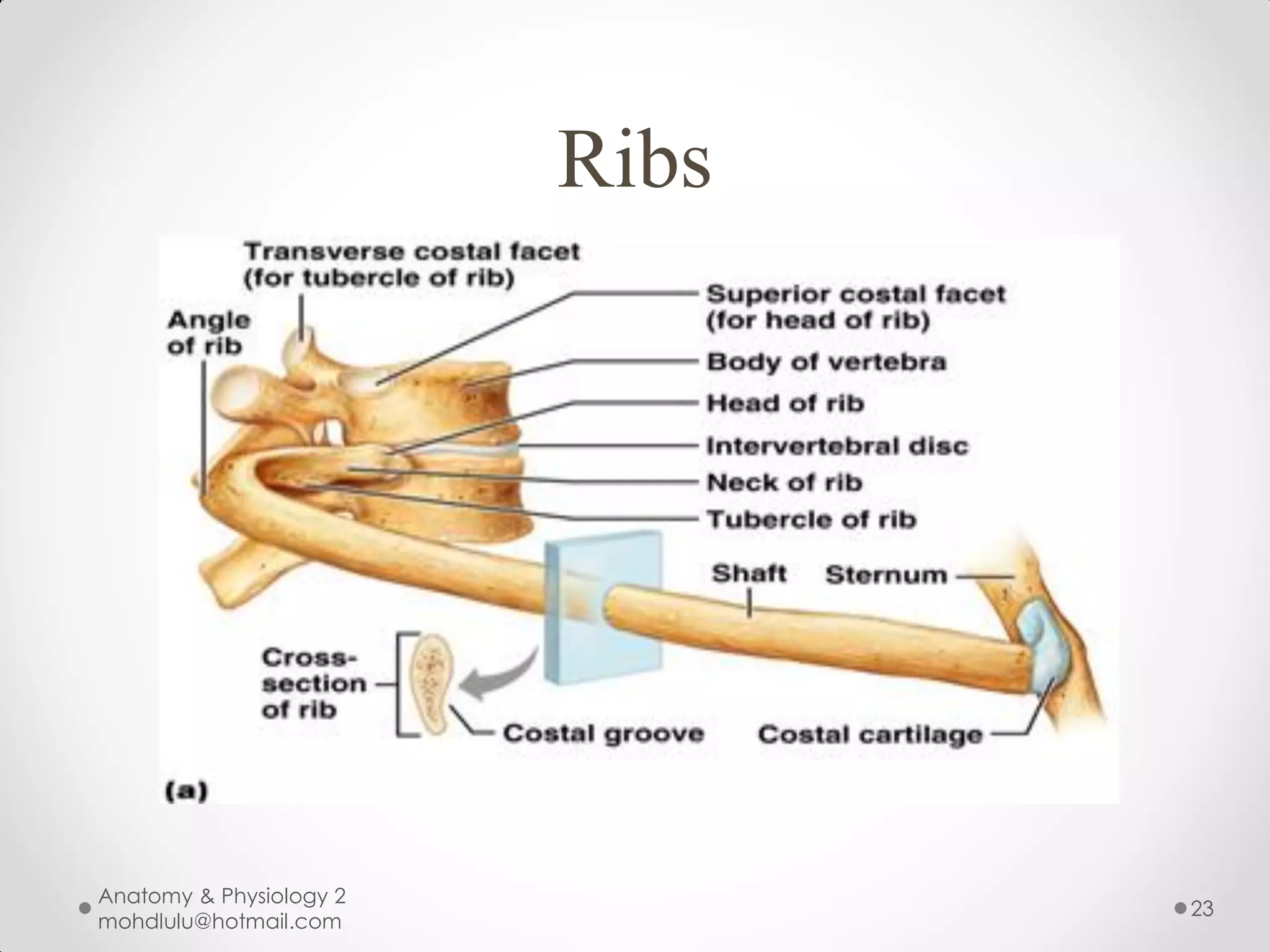 Ribs




Anatomy & Physiology 2
                                23
mohdlulu@hotmail.com
 