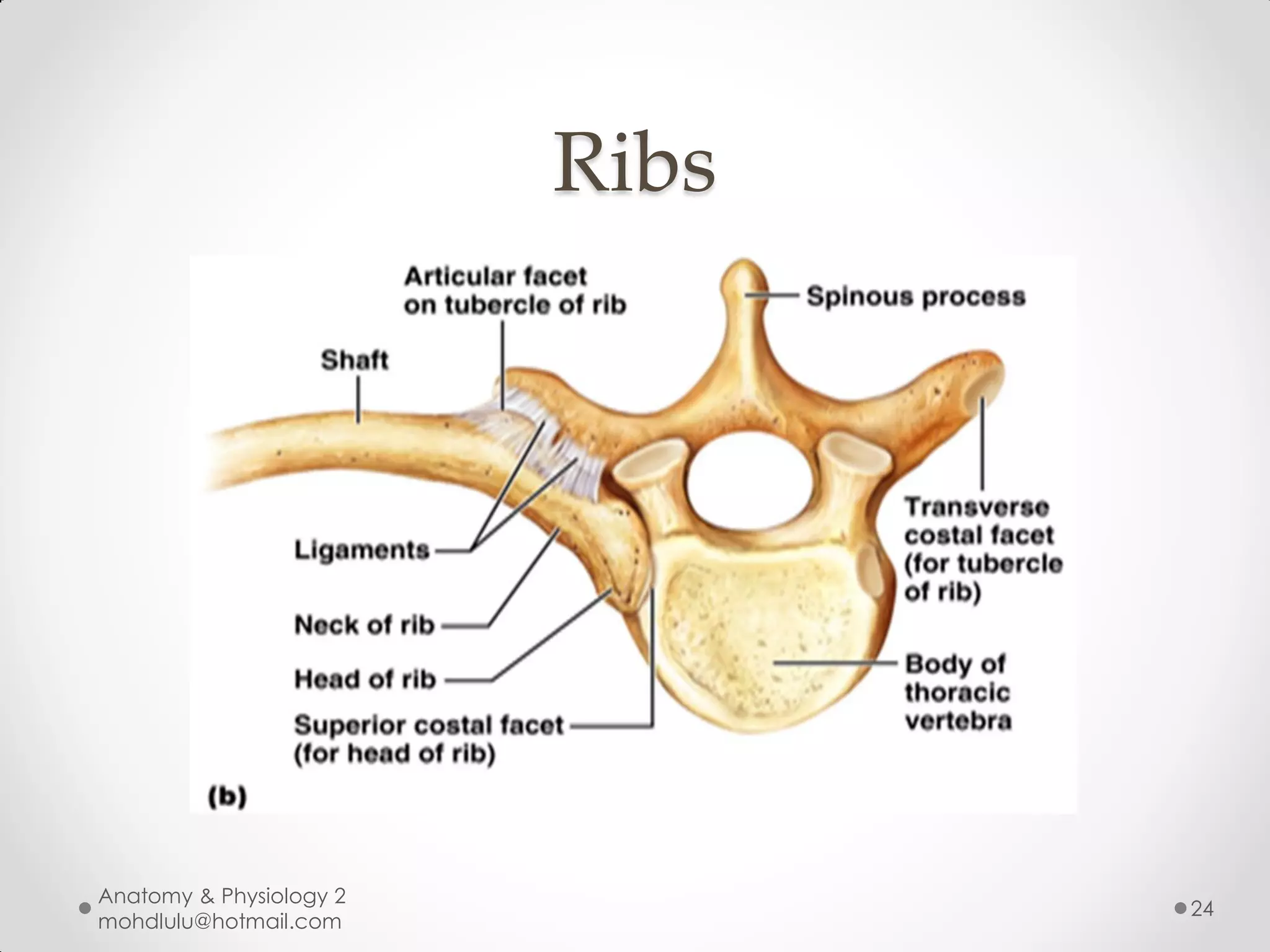 Ribs




Anatomy & Physiology 2
                                24
mohdlulu@hotmail.com
 