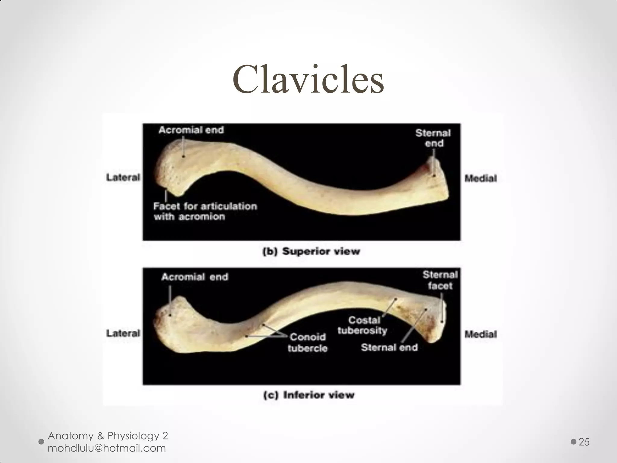 Clavicles




Anatomy & Physiology 2
                                     25
mohdlulu@hotmail.com
 