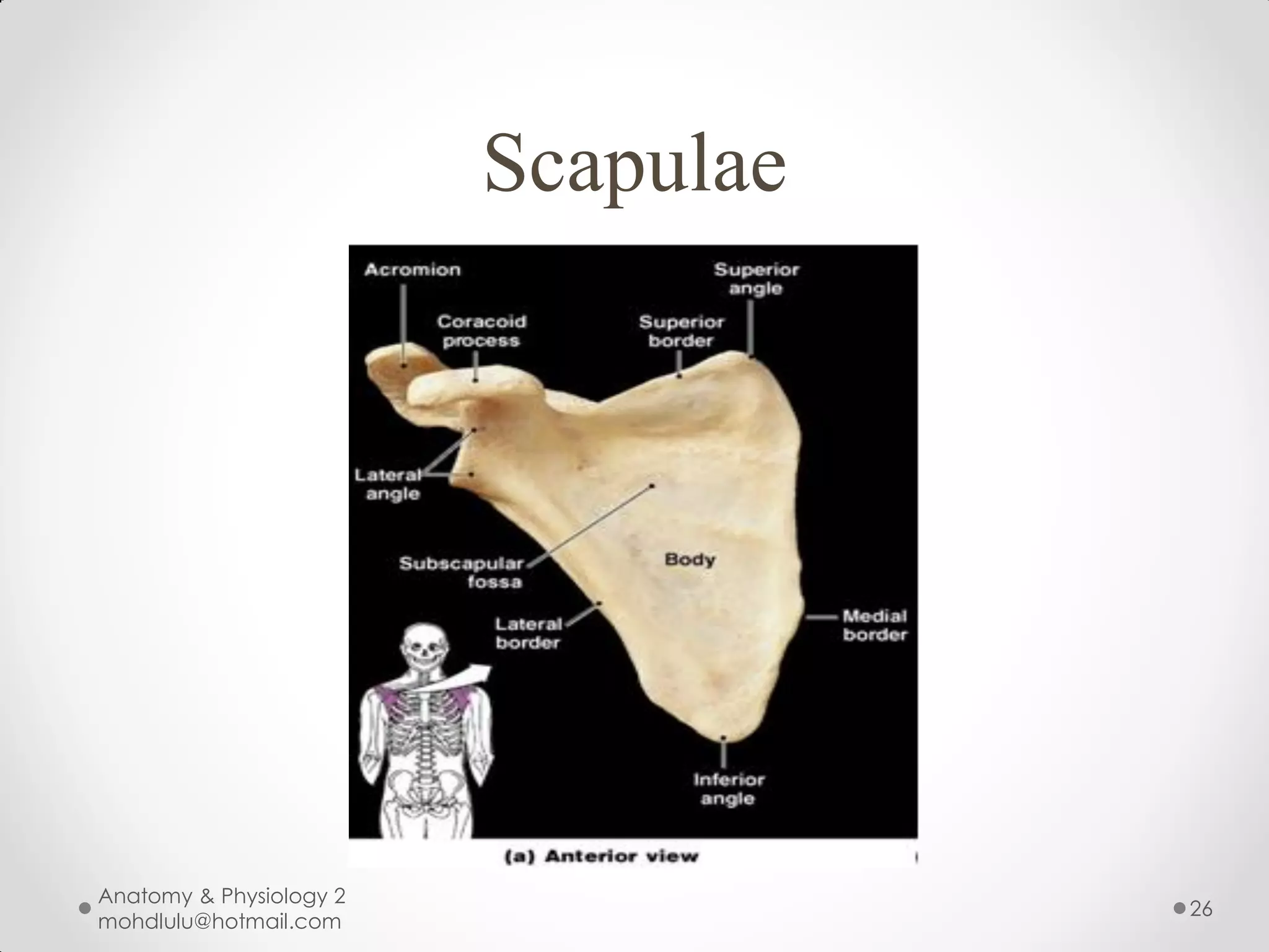 Scapulae




Anatomy & Physiology 2
                                    26
mohdlulu@hotmail.com
 
