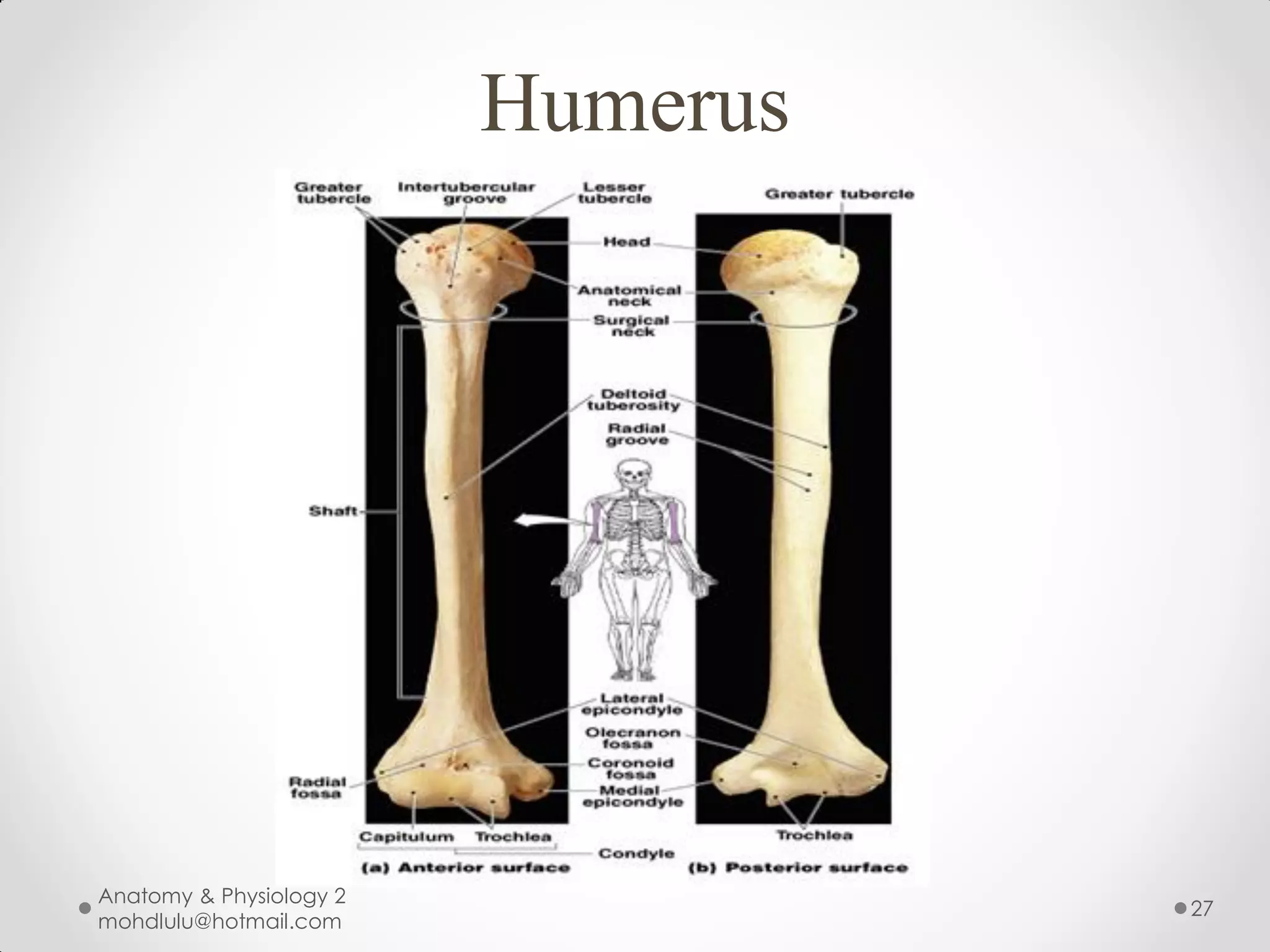 Humerus




Anatomy & Physiology 2
                                   27
mohdlulu@hotmail.com
 