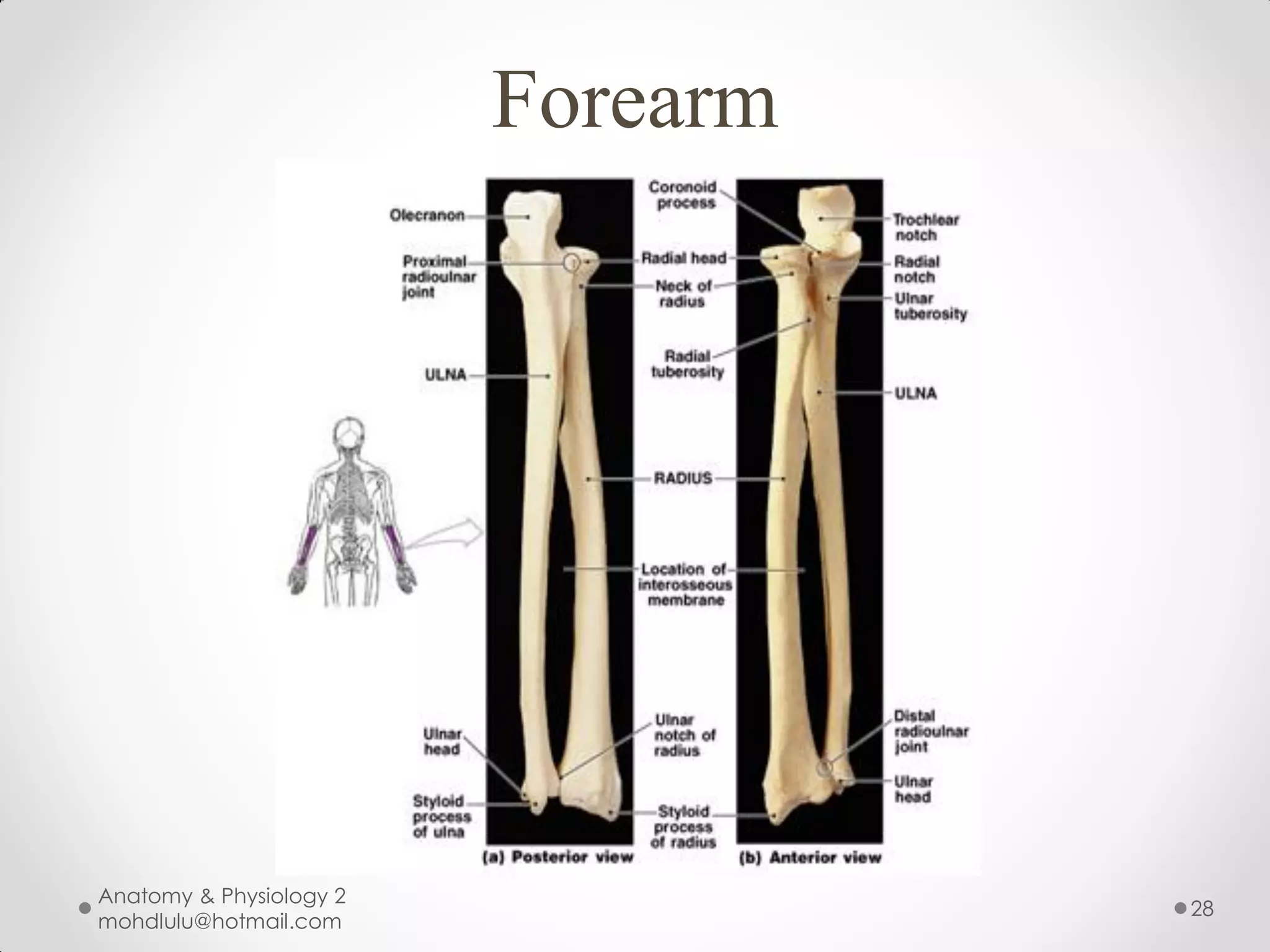 Forearm




Anatomy & Physiology 2
                                   28
mohdlulu@hotmail.com
 