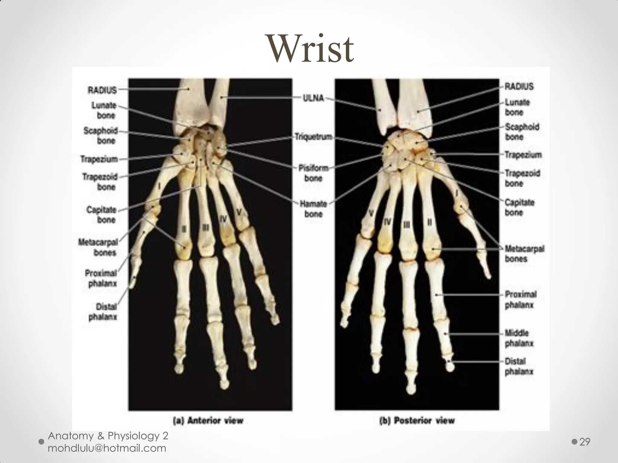 Wrist




Anatomy & Physiology 2
                                 29
mohdlulu@hotmail.com
 