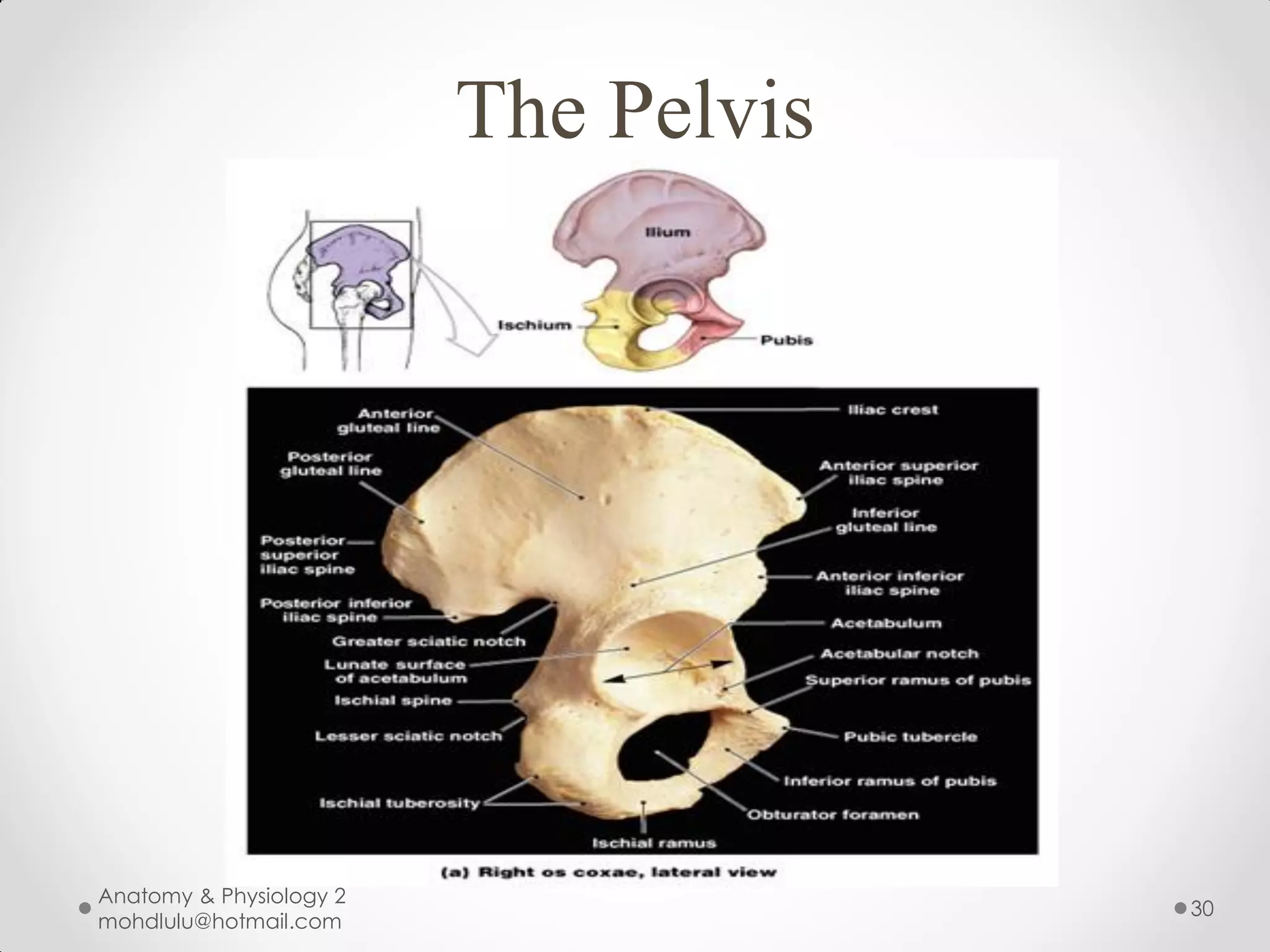The Pelvis




Anatomy & Physiology 2
                                      30
mohdlulu@hotmail.com
 