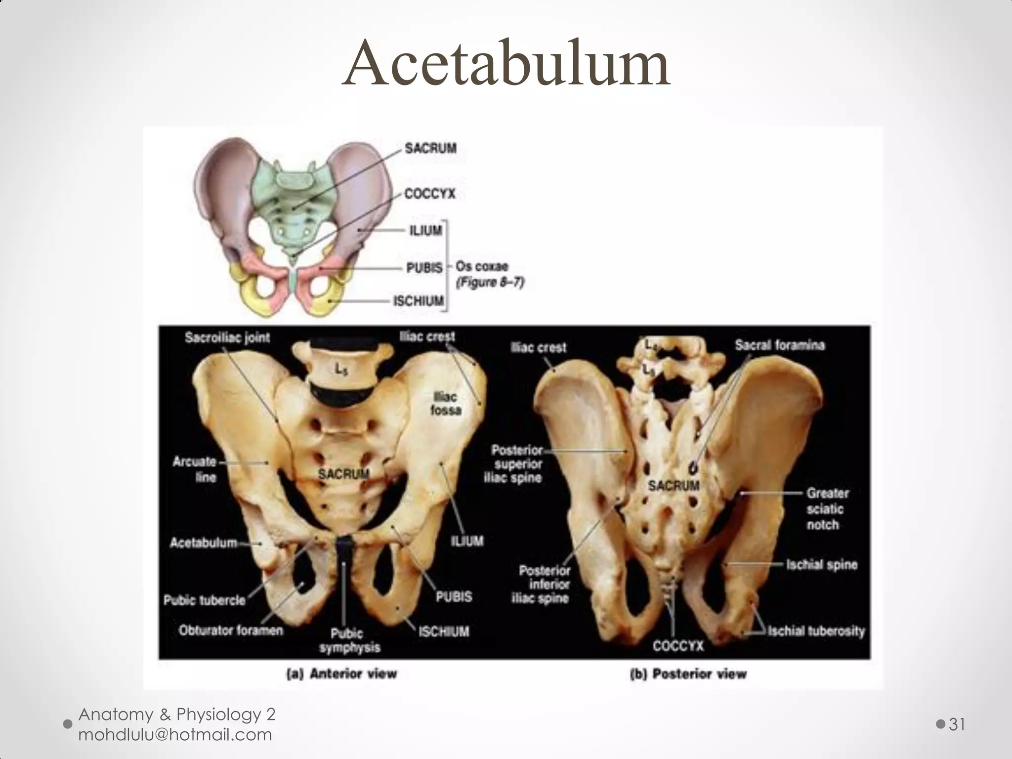 Acetabulum




Anatomy & Physiology 2
                                      31
mohdlulu@hotmail.com
 