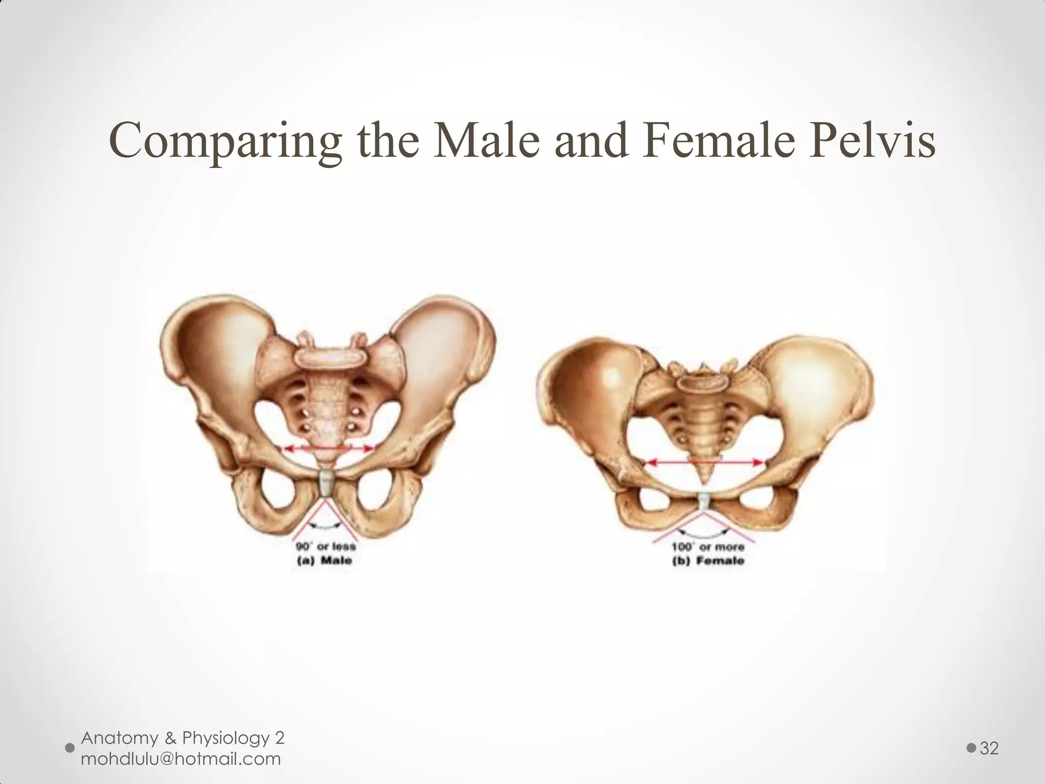 Comparing the Male and Female Pelvis




Anatomy & Physiology 2
                                         32
mohdlulu@hotmail.com
 