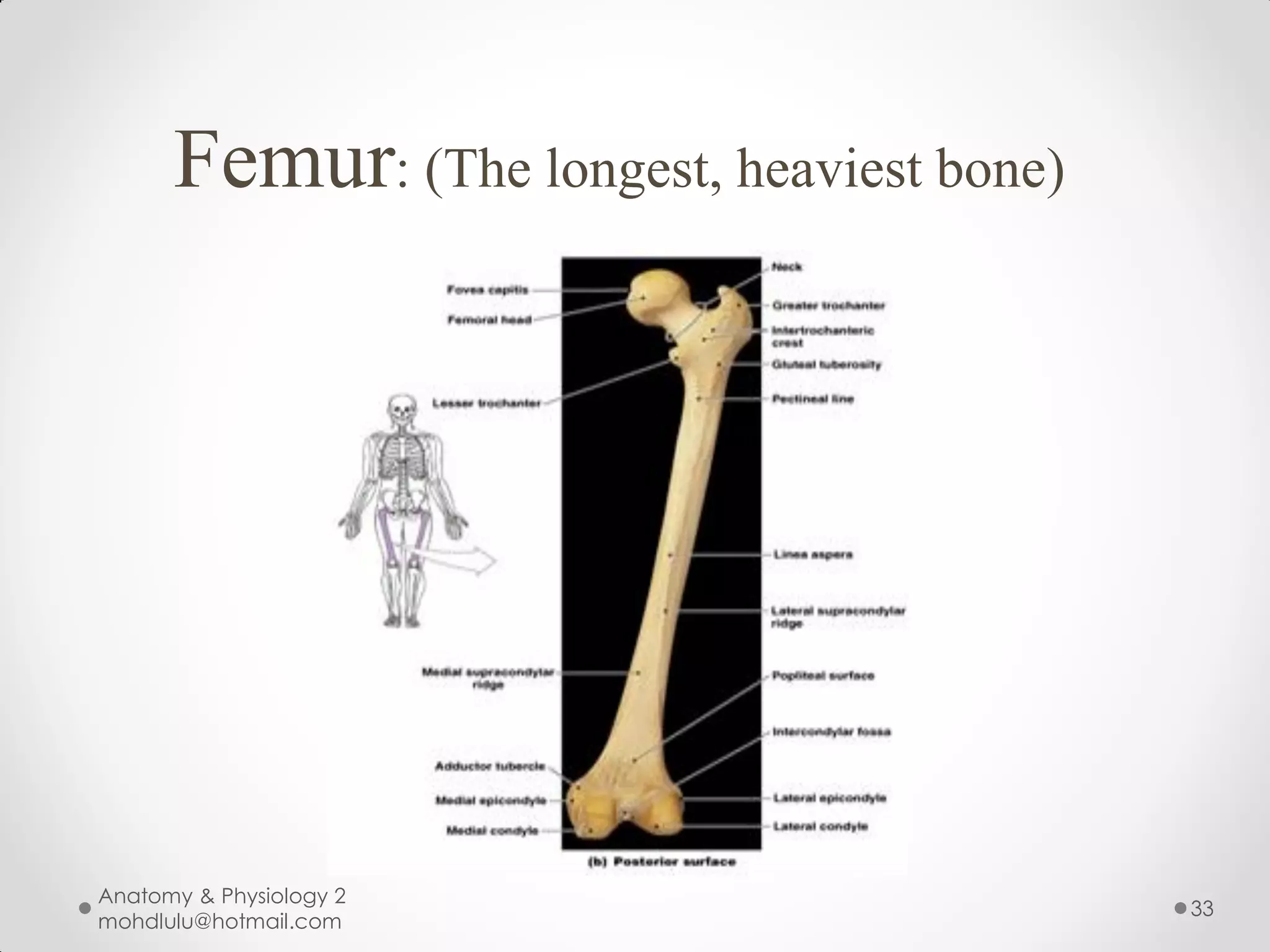 Femur: (The longest, heaviest bone)




Anatomy & Physiology 2
                                            33
mohdlulu@hotmail.com
 