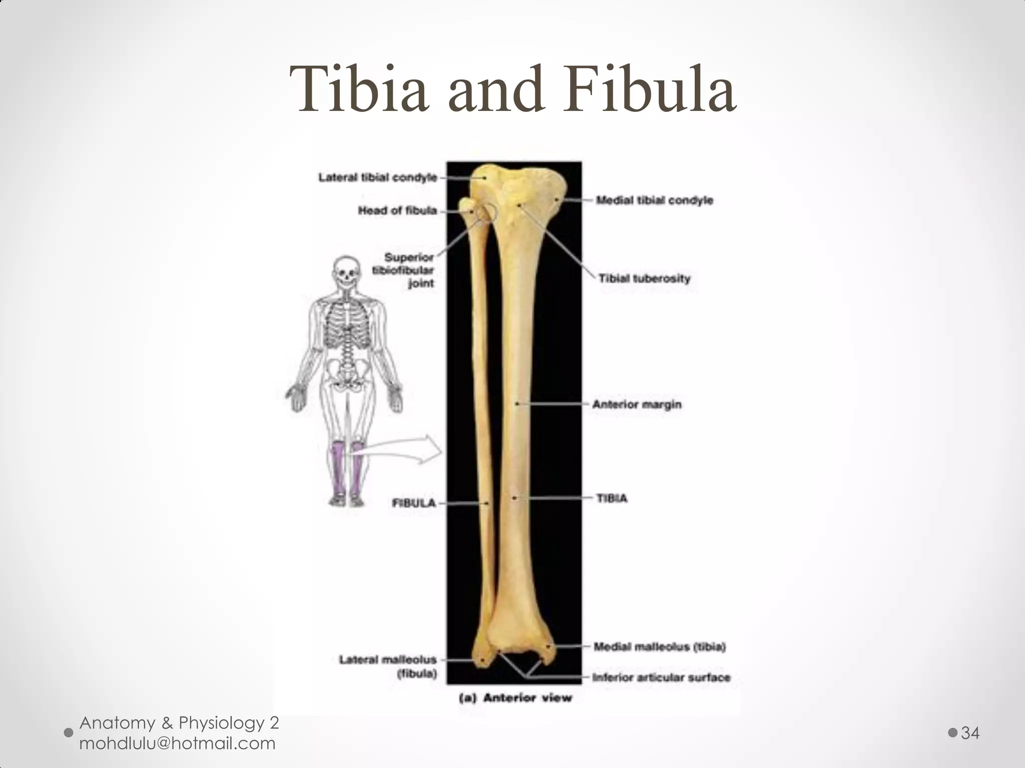 Tibia and Fibula




Anatomy & Physiology 2
                                            34
mohdlulu@hotmail.com
 