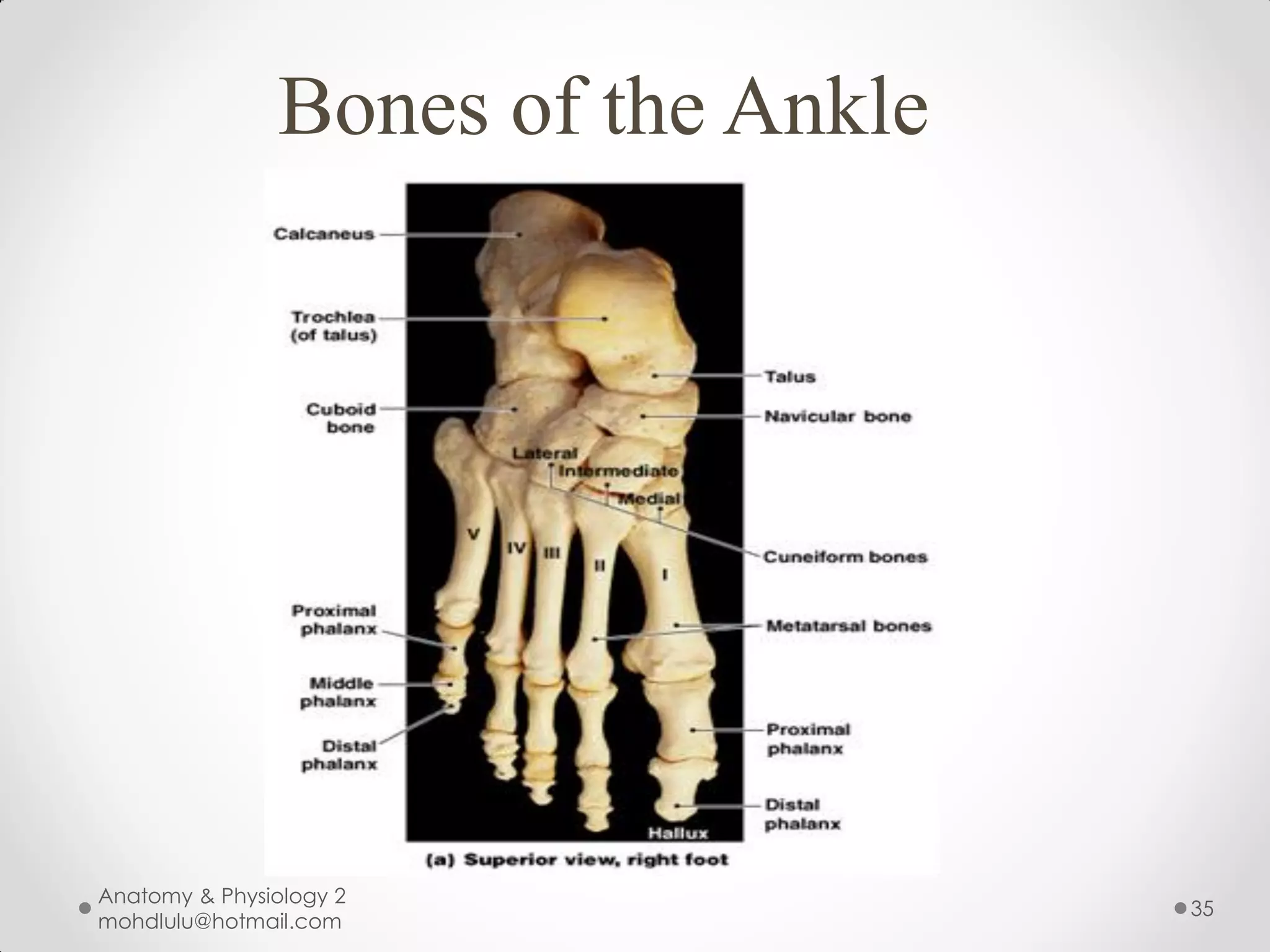 Bones of the Ankle




Anatomy & Physiology 2
                                    35
mohdlulu@hotmail.com
 