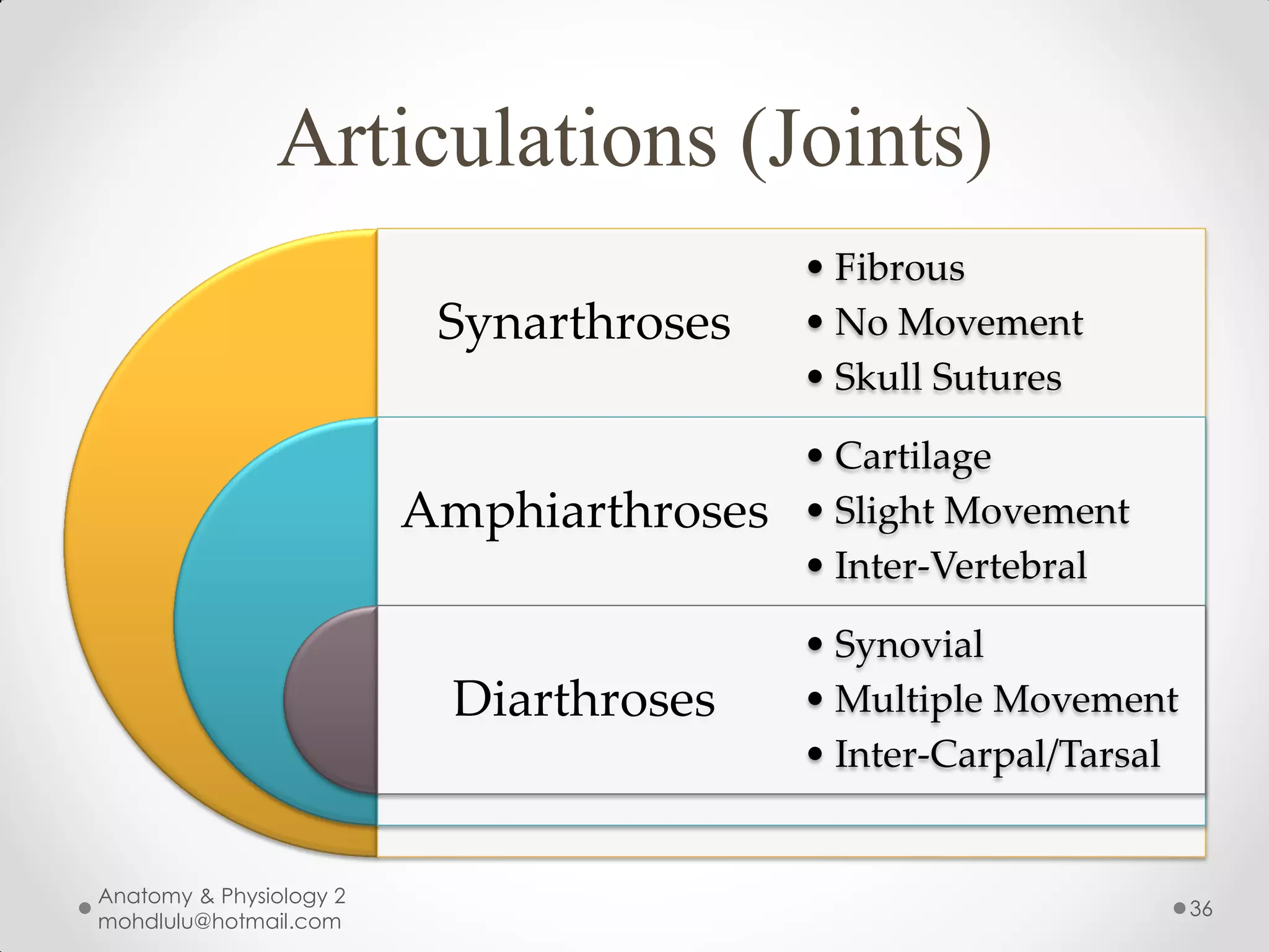 Articulations (Joints)
                                          • Fibrous
                          Synarthroses    • No Movement
                                          • Skull Sutures

                                          • Cartilage
                         Amphiarthroses   • Slight Movement
                                          • Inter-Vertebral

                                          • Synovial
                           Diarthroses    • Multiple Movement
                                          • Inter-Carpal/Tarsal


Anatomy & Physiology 2
                                                                  36
mohdlulu@hotmail.com
 