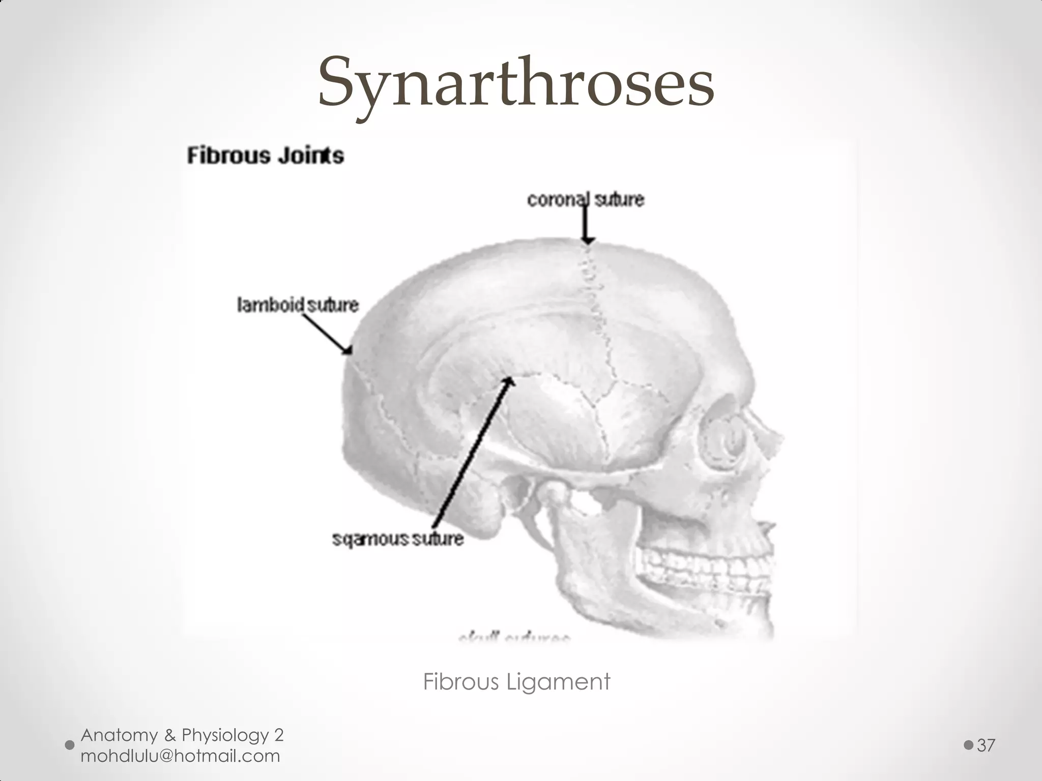 Synarthroses




                            Fibrous Ligament

Anatomy & Physiology 2
                                               37
mohdlulu@hotmail.com
 