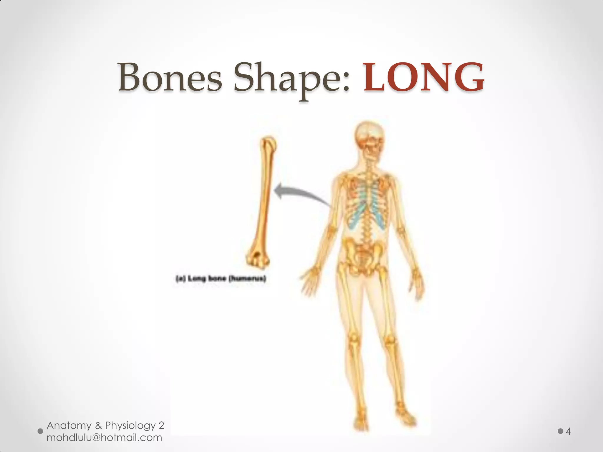 Bones Shape: LONG




Anatomy & Physiology 2
                                 4
mohdlulu@hotmail.com
 
