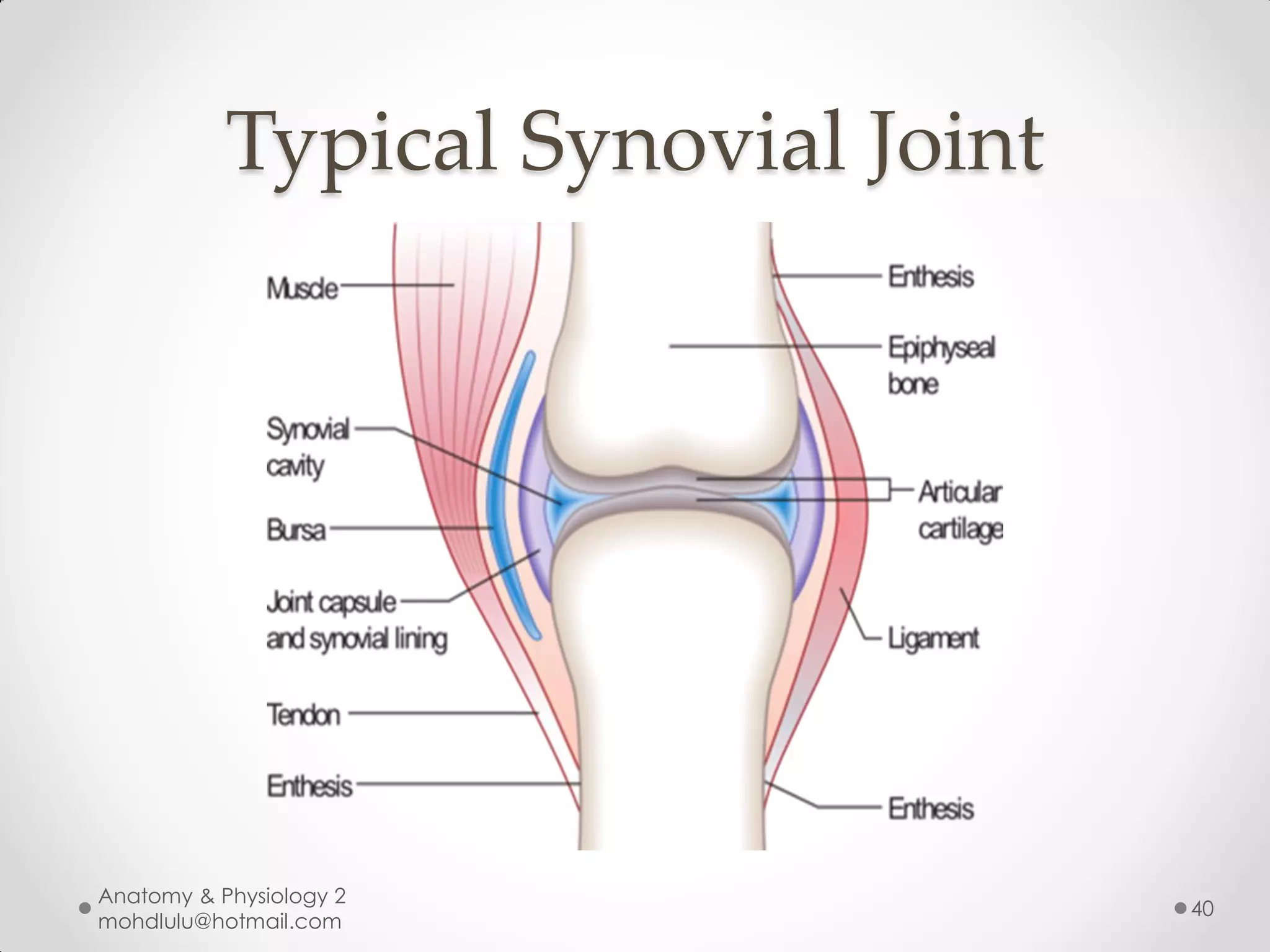Typical Synovial Joint




Anatomy & Physiology 2
                                    40
mohdlulu@hotmail.com
 