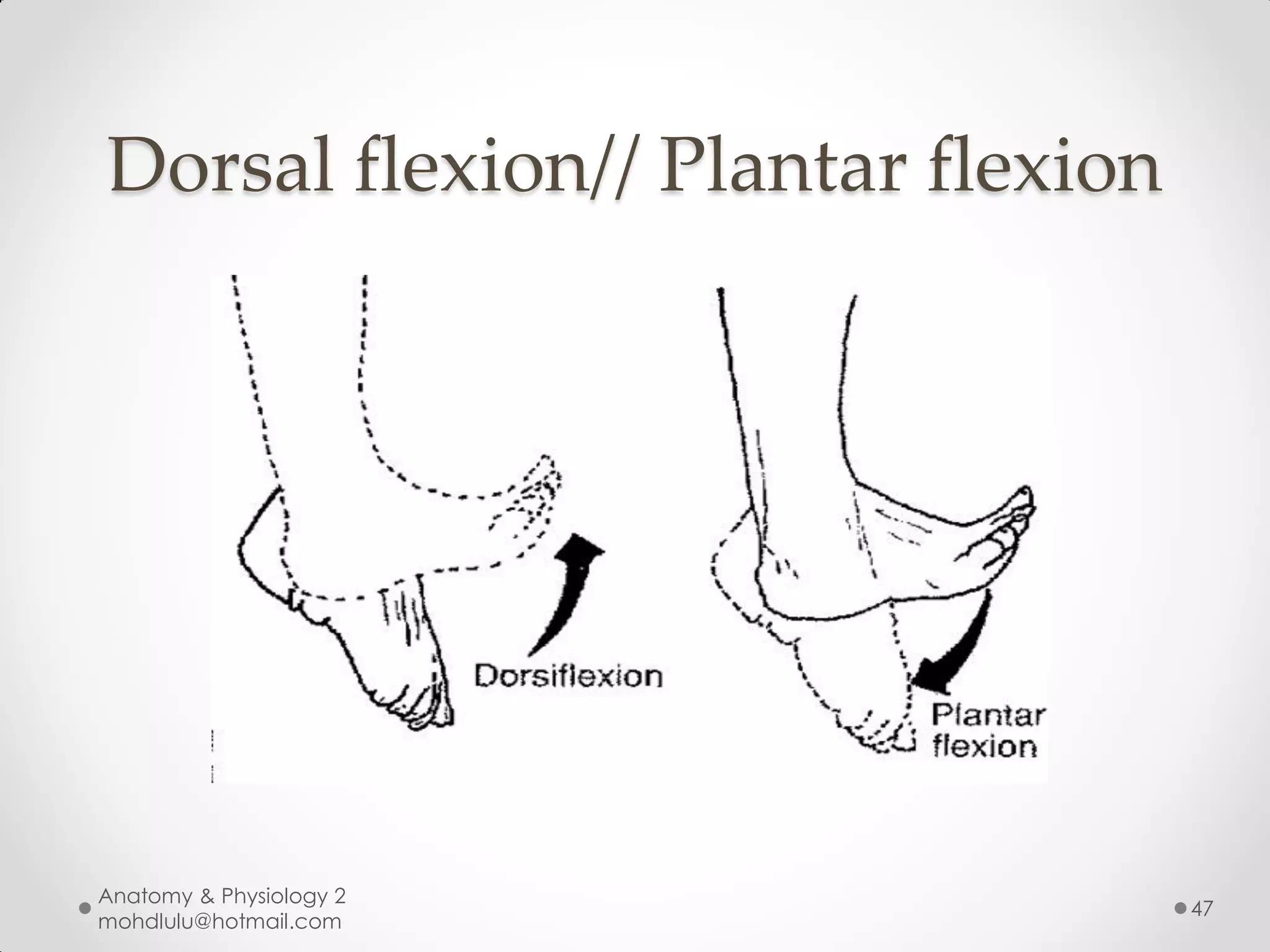 Dorsal flexion// Plantar flexion




Anatomy & Physiology 2
                                   47
mohdlulu@hotmail.com
 