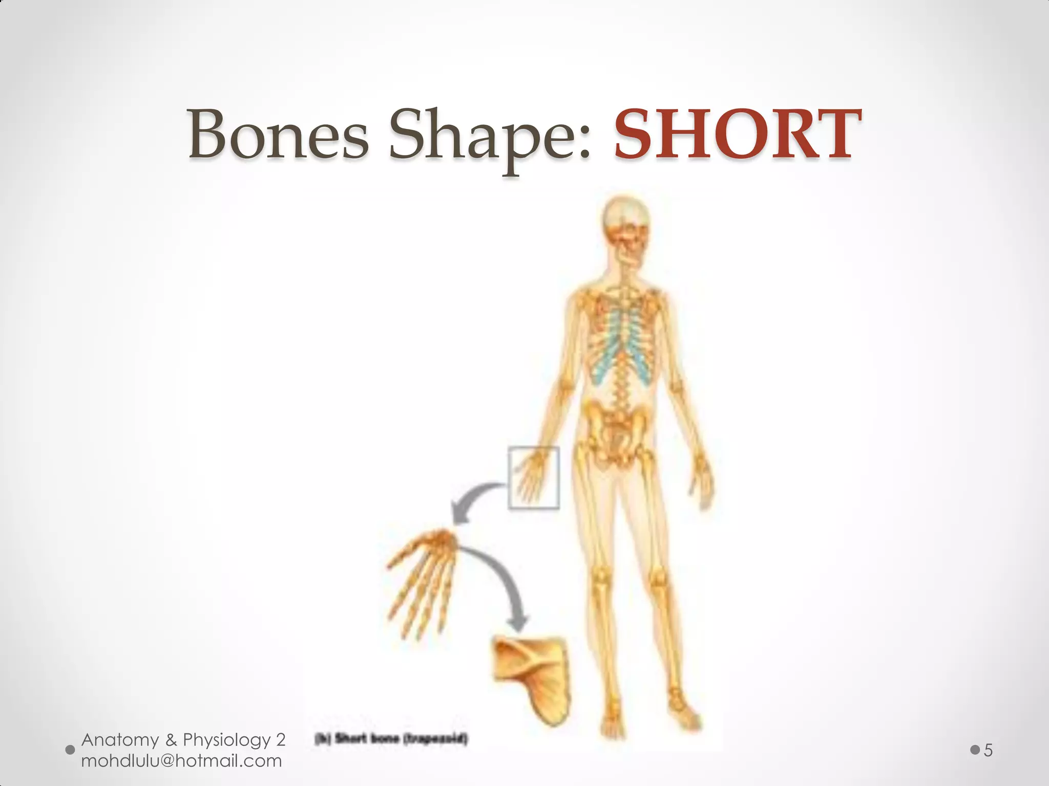 Bones Shape: SHORT




Anatomy & Physiology 2
                                5
mohdlulu@hotmail.com
 