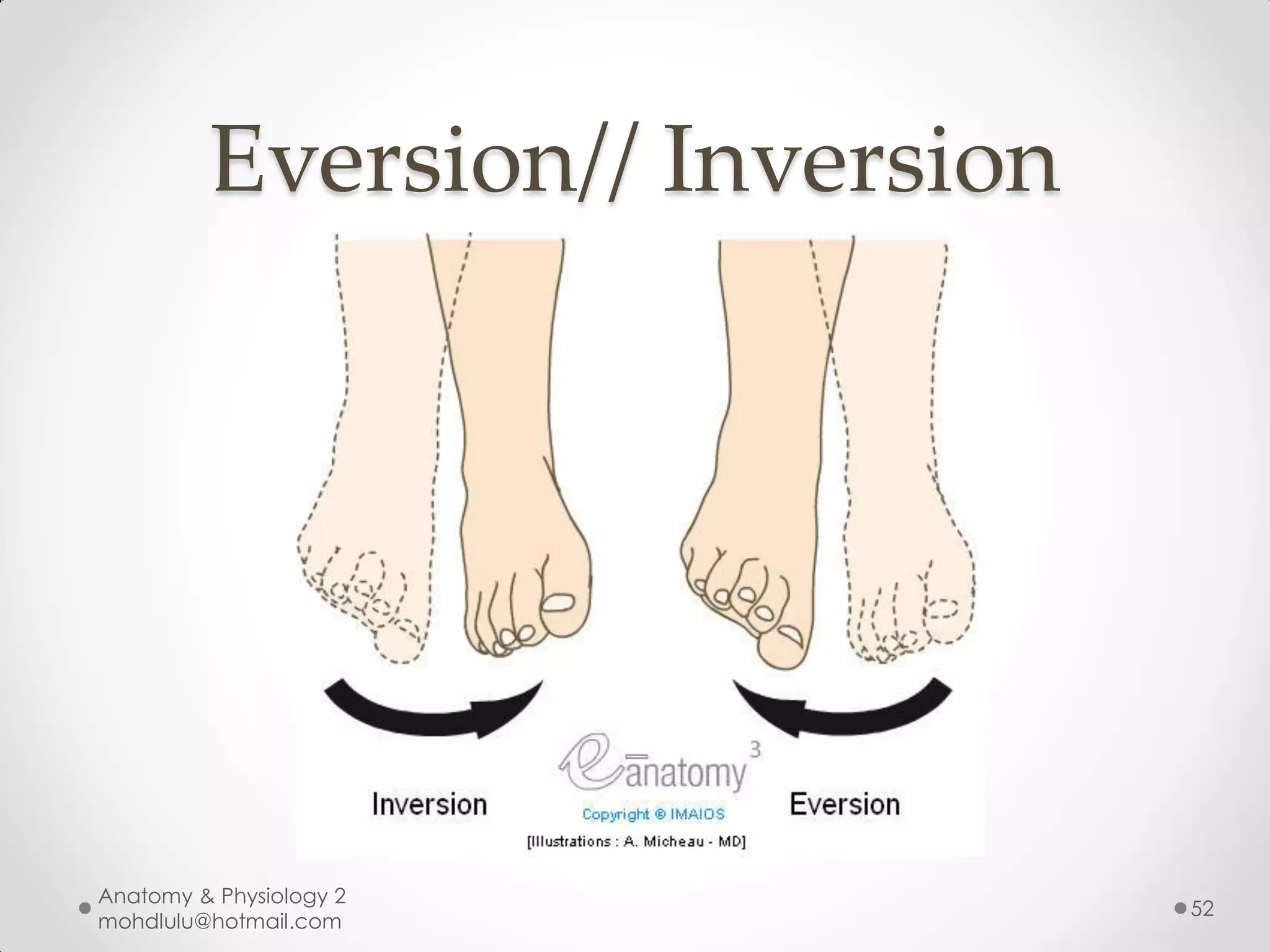 Eversion// Inversion




Anatomy & Physiology 2
                                52
mohdlulu@hotmail.com
 