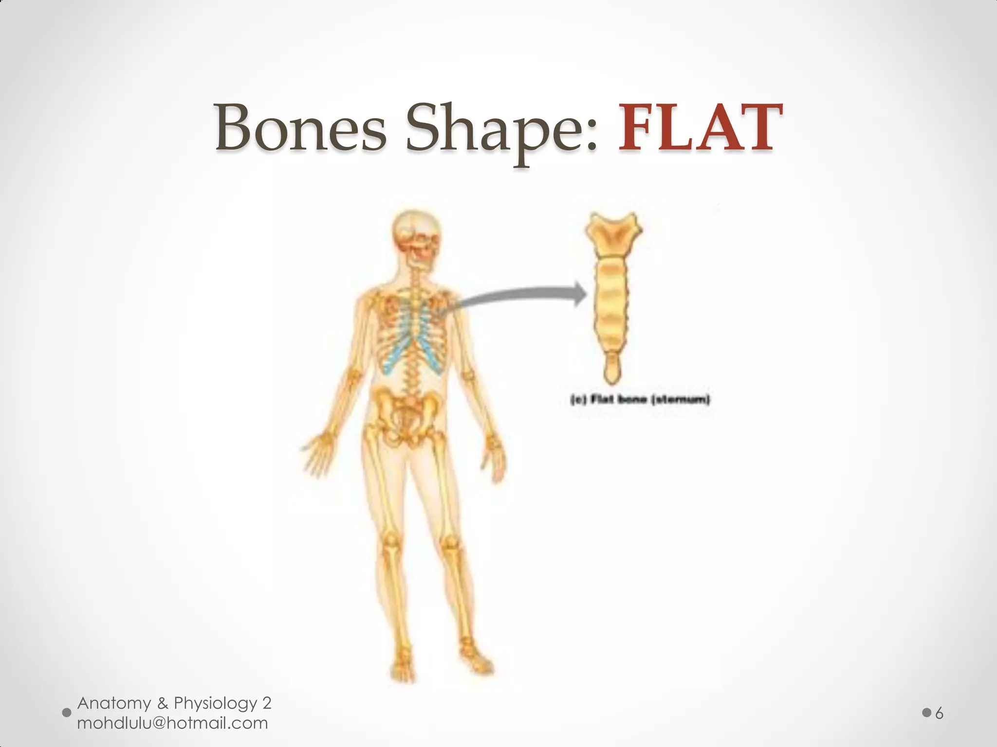 Bones Shape: FLAT




Anatomy & Physiology 2
                                   6
mohdlulu@hotmail.com
 