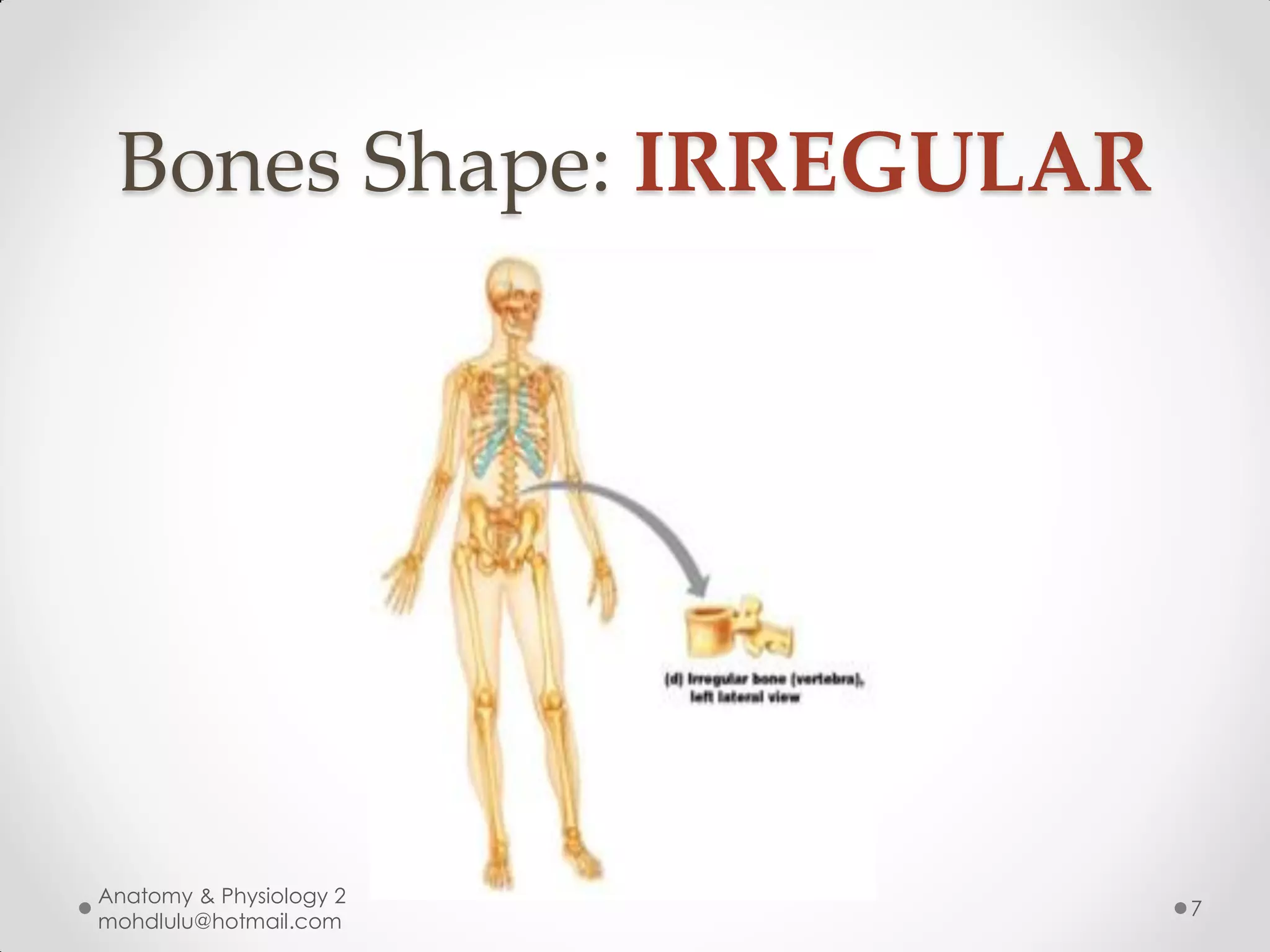 Bones Shape: IRREGULAR




Anatomy & Physiology 2
                          7
mohdlulu@hotmail.com
 