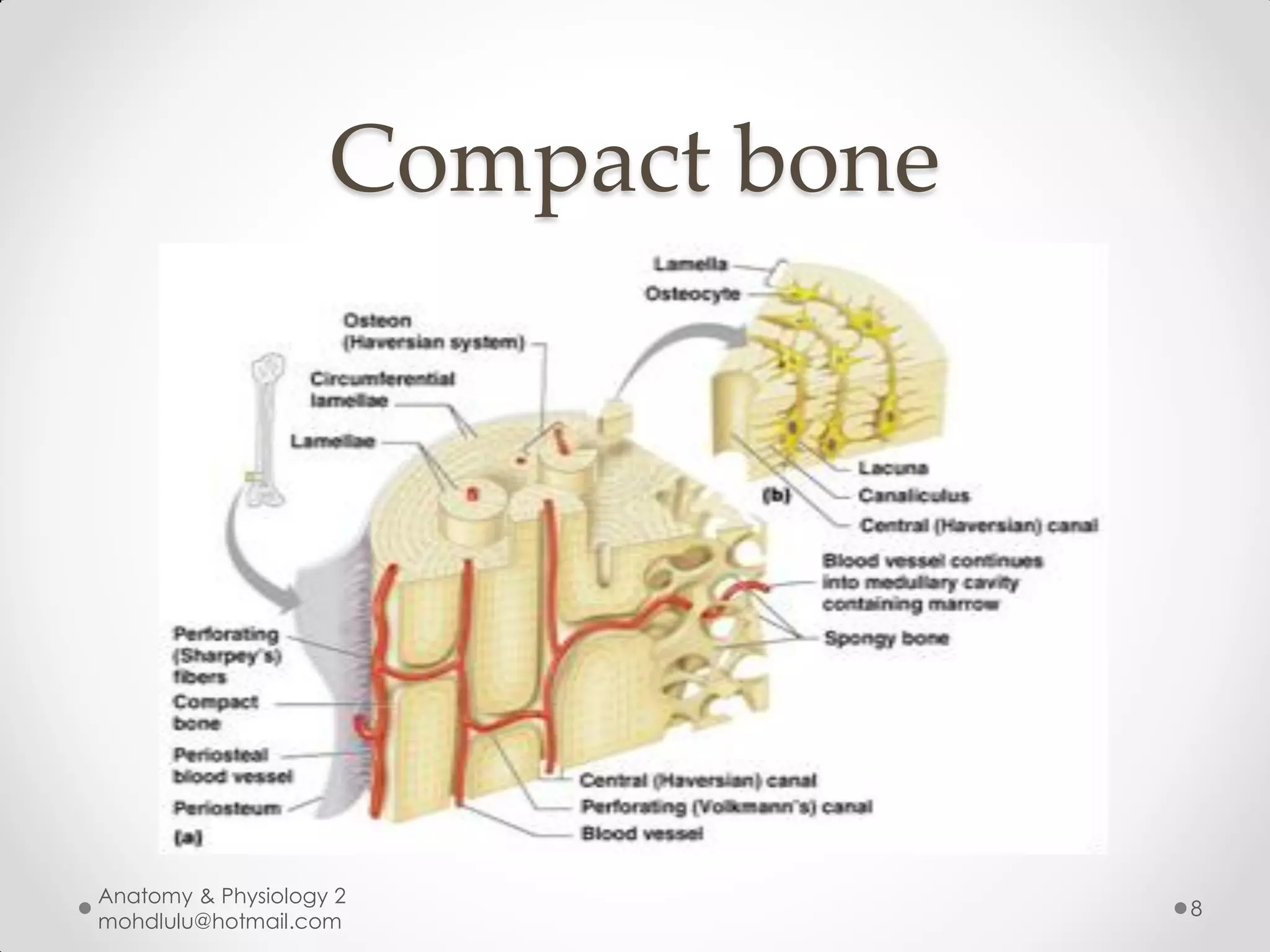 Compact bone




Anatomy & Physiology 2
                                   8
mohdlulu@hotmail.com
 