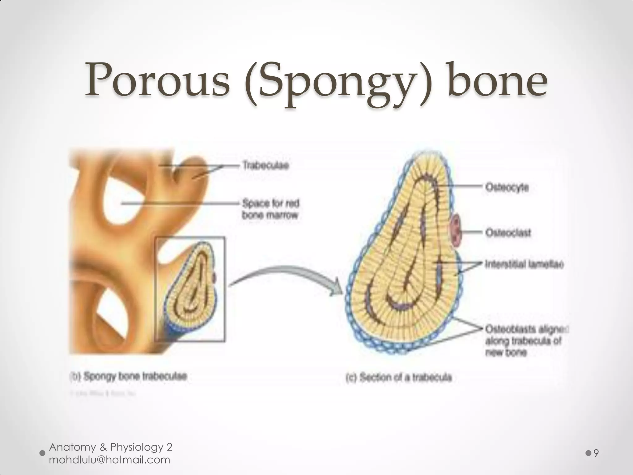 Porous (Spongy) bone




Anatomy & Physiology 2
                             9
mohdlulu@hotmail.com
 