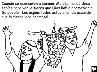 Cuando se acercaron a Canaán, Moisés mandó doce
espías para ver la tierra que Dios había prometido a
Su pueblo. Los espías todos estuvieron de acuerdo
que la tierra ¡era hermosa!
 